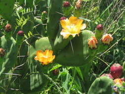 Image of Opuntia elata Salm-Dyck