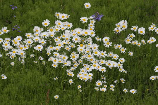 Image of false mayweed