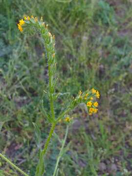 Image of Amsinckia calycina (Moris) Chater