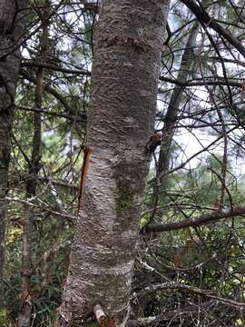 Image de Pinus armandii var. mastersiana (Hayata) Hayata