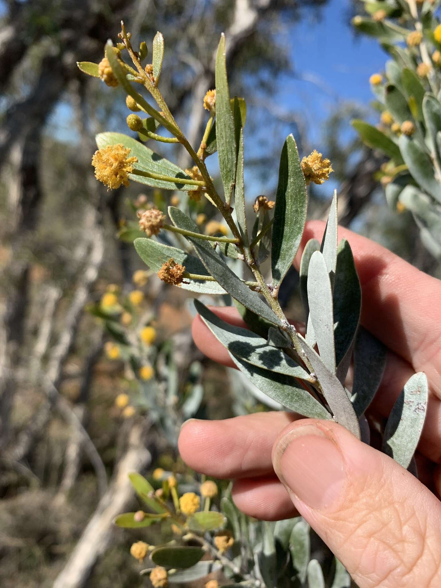 Image de Acacia melleodora Pedley