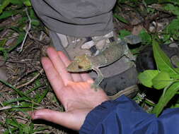 Image of Henkel’s flat-tailed gecko