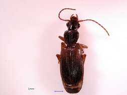 Image of Cymindis (Cymindis) neglecta Haldeman 1843