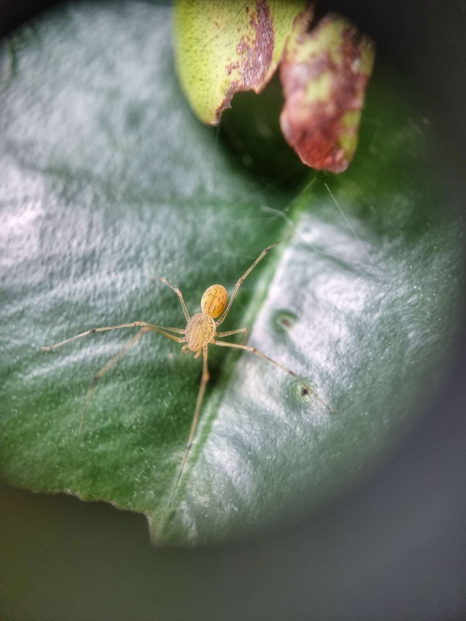 Image of Scytodes pallida Doleschall 1859