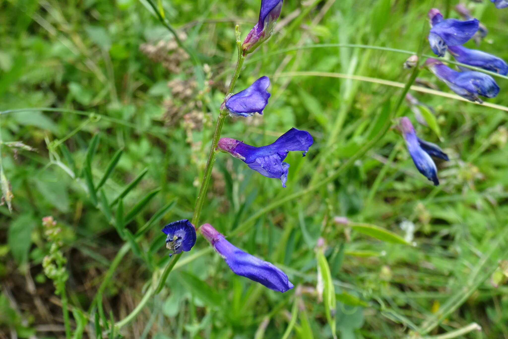 Image of Sainfoin vetch