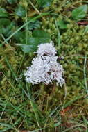 Imagem de Ramalina dilacerata (Hoffm.) Hoffm.