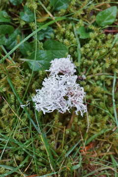 Ramalina dilacerata (Hoffm.) Hoffm.的圖片