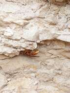 Image of Polistes kaibabensis Hayw. 1932