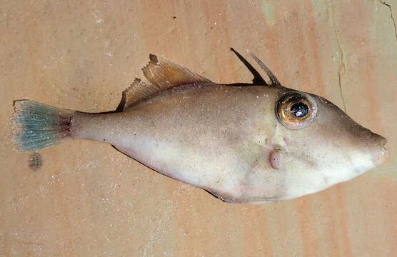 Image of Smooth leatherjacket