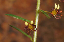 Image of Cleome violacea L.