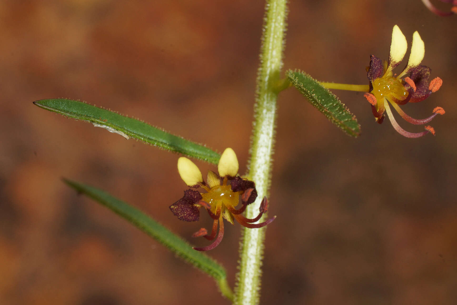 Image of Cleome violacea L.