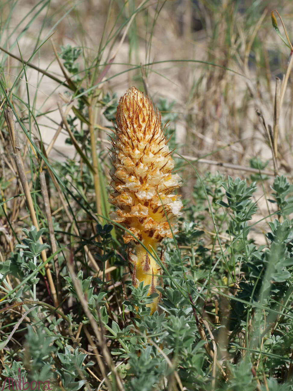 Imagem de Orobanche densiflora Salzm. ex Reuter