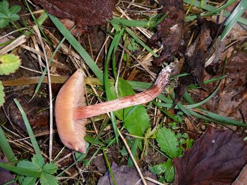 Image of Laccaria laccata var. affinis Singer