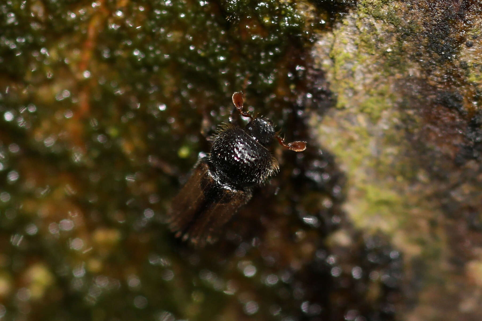 Image of European hardwood ambrosia beetle