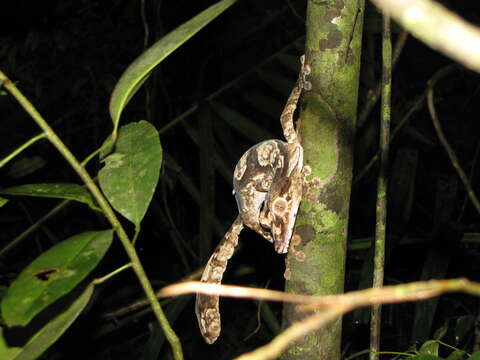 Image of Uroplatus giganteus Glaw, Kosuch, Henkel, Sound & Böhme 2006