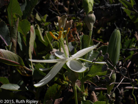 Passiflora peduncularis Cav.的圖片