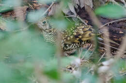 Image of White's Thrush