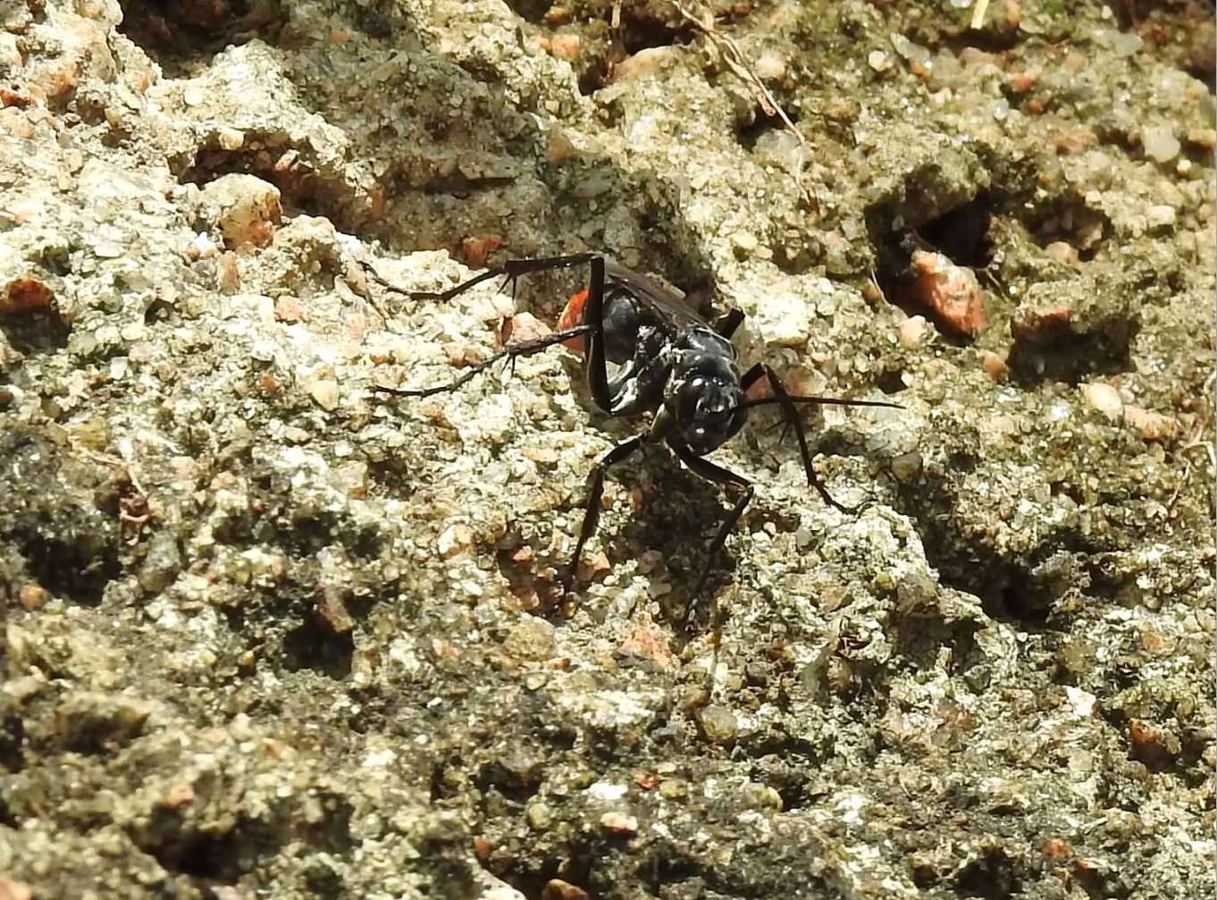 Image of Spider wasp