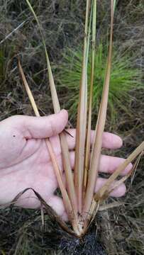 Image of Small's yelloweyed grass