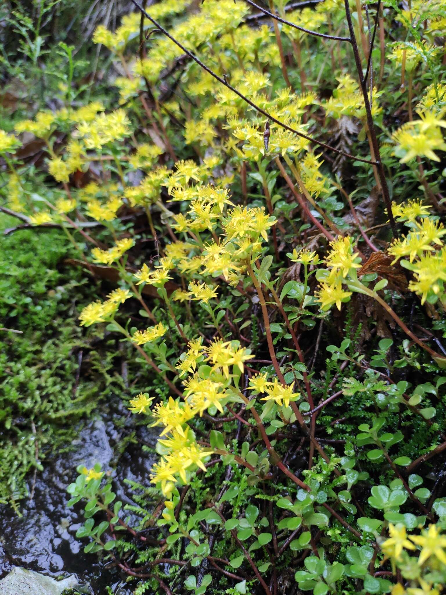 Слика од Sedum emarginatum Migo