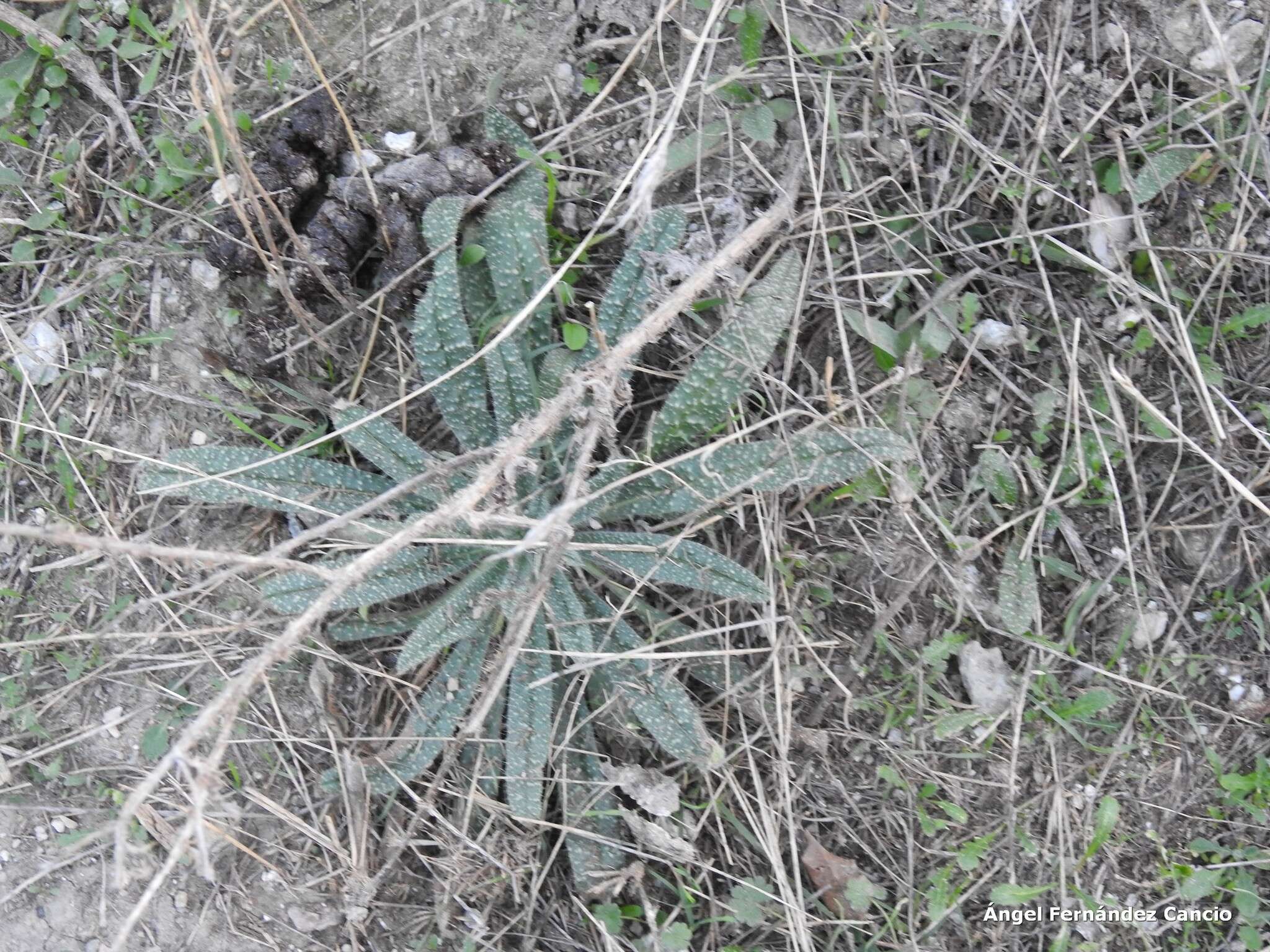 Echium vulgare subsp. pustulatum (Sm.) E. Schmid & Gams的圖片