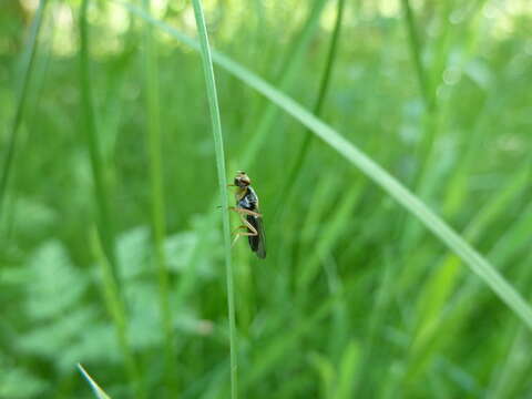 Image of Chyliza leptogaster (Panzer 1798)