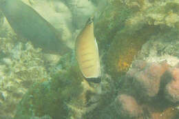 Image of Assarius Butterflyfish