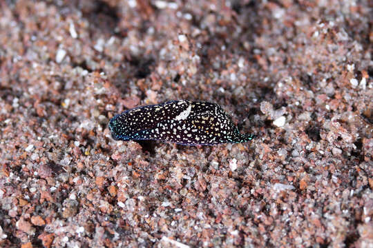 Image of Camachoaglaja mariagordae (Ortea, Espinosa & Moro 2004)