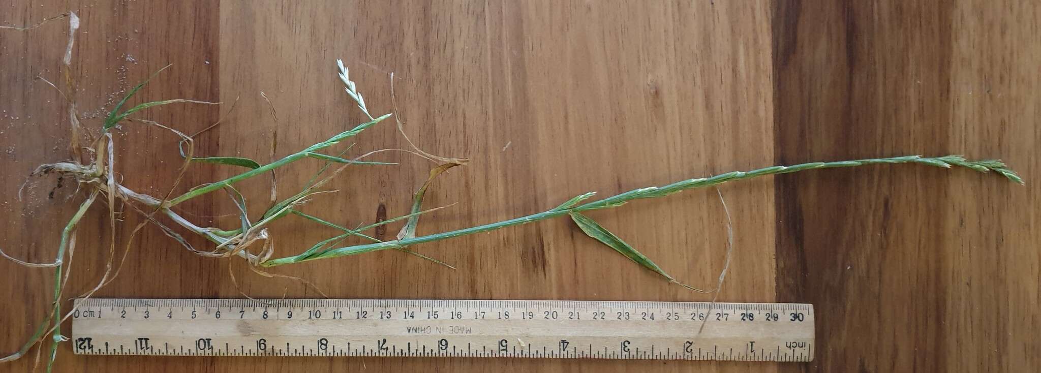 Image of Wimmera ryegrass