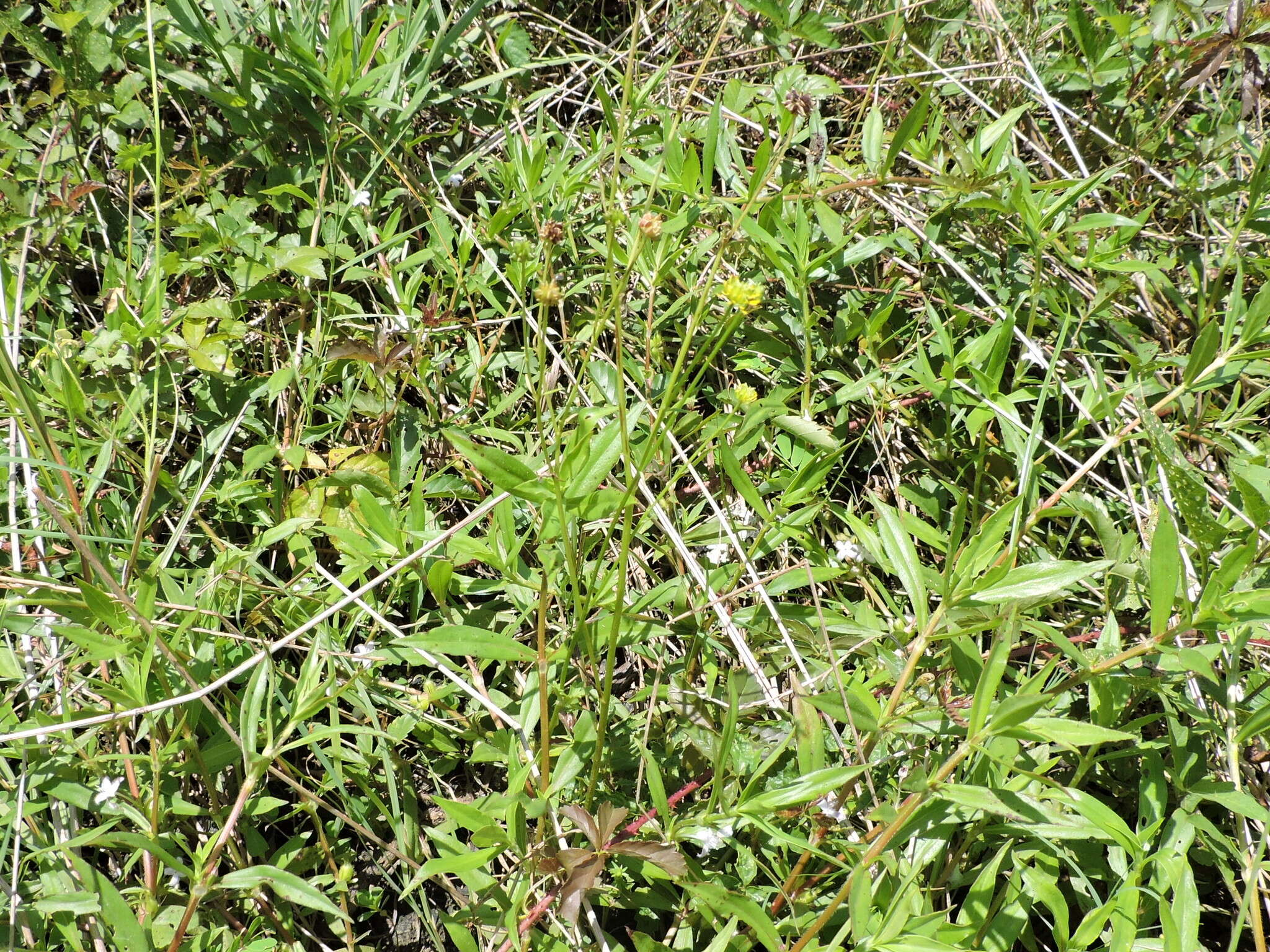 Image of hairy buttercup