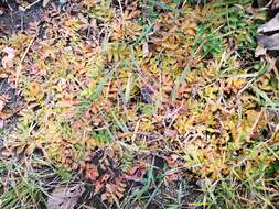 Image of Pacific silverweed