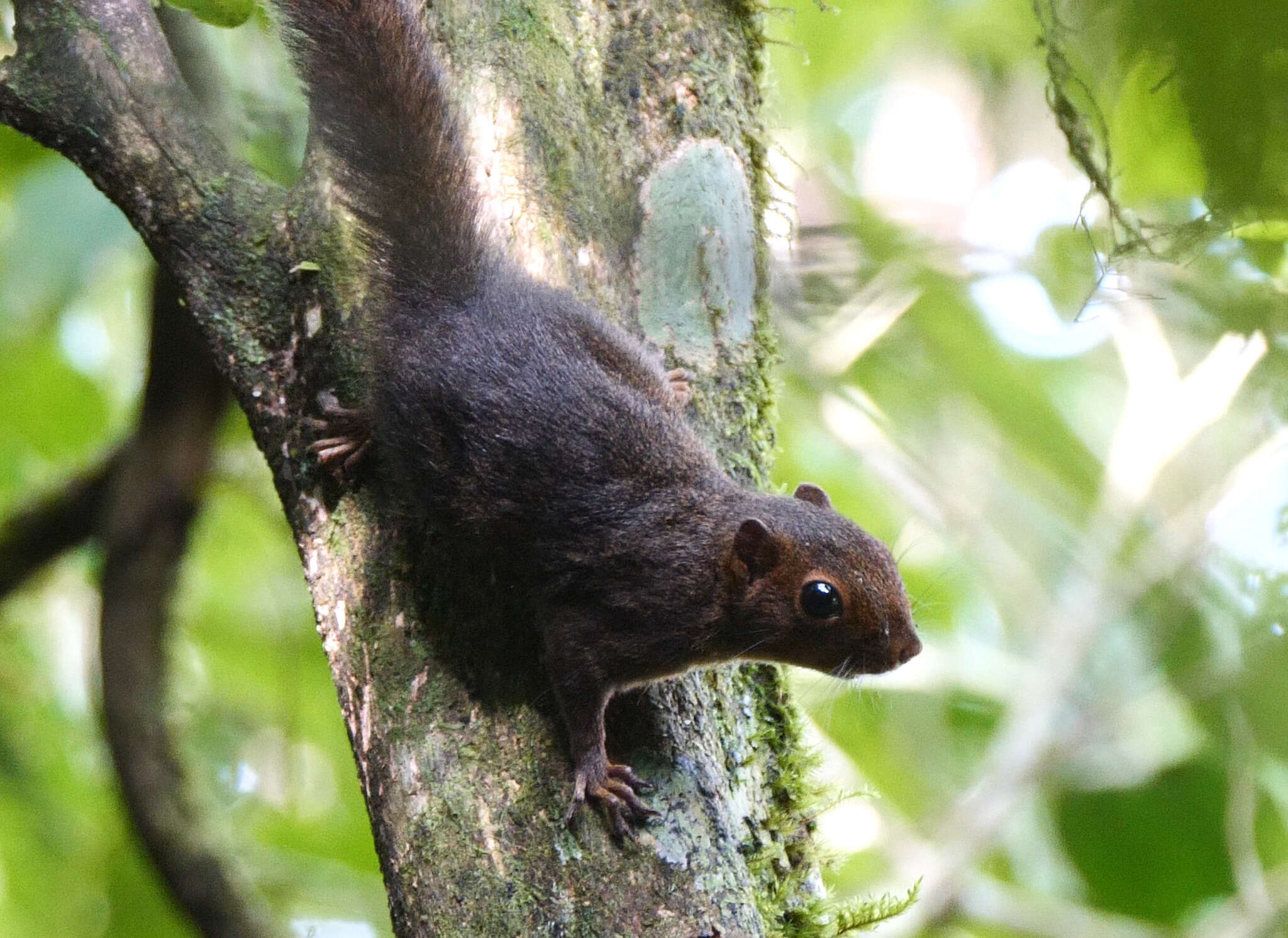 Imagem de Microsciurus J. A. Allen 1895