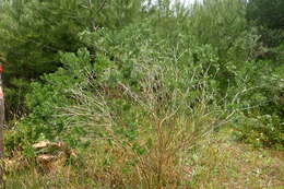 صورة Genista linifolia L.