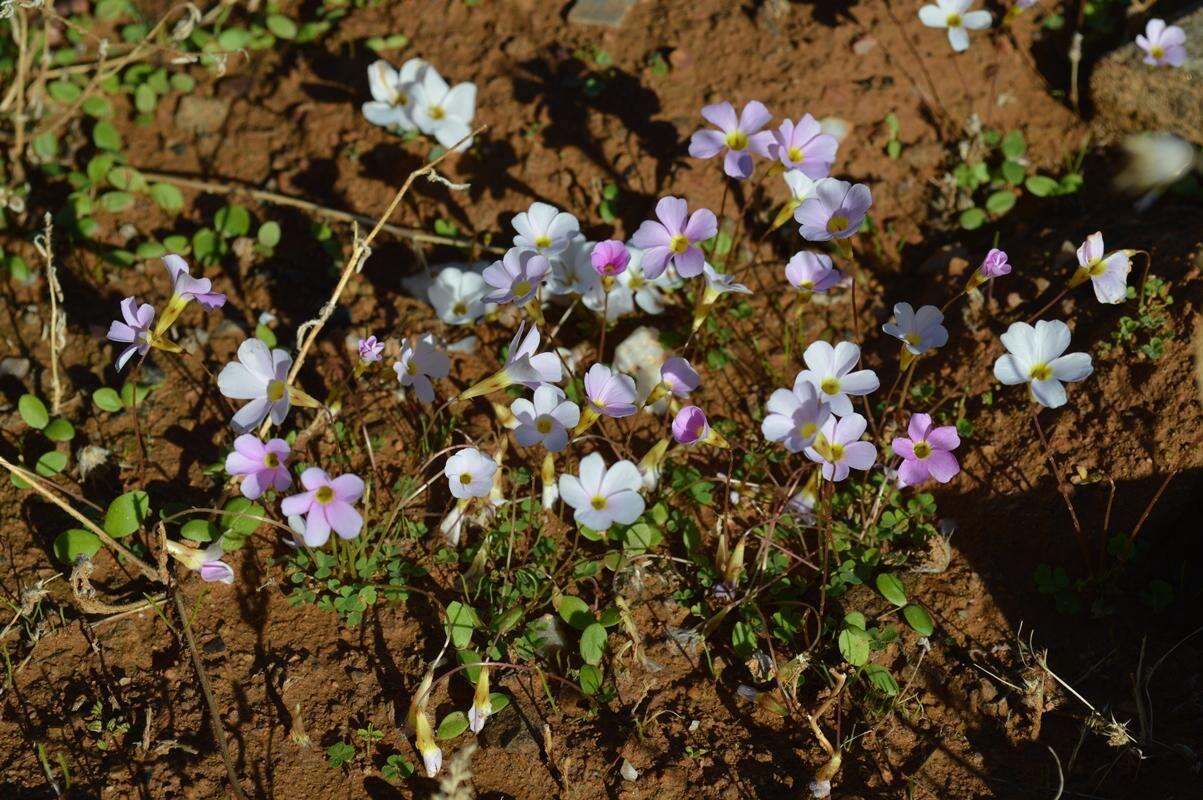 Image of Oxalis inconspicua Salter