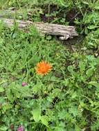 صورة Crepis aurea (L.) Cass.