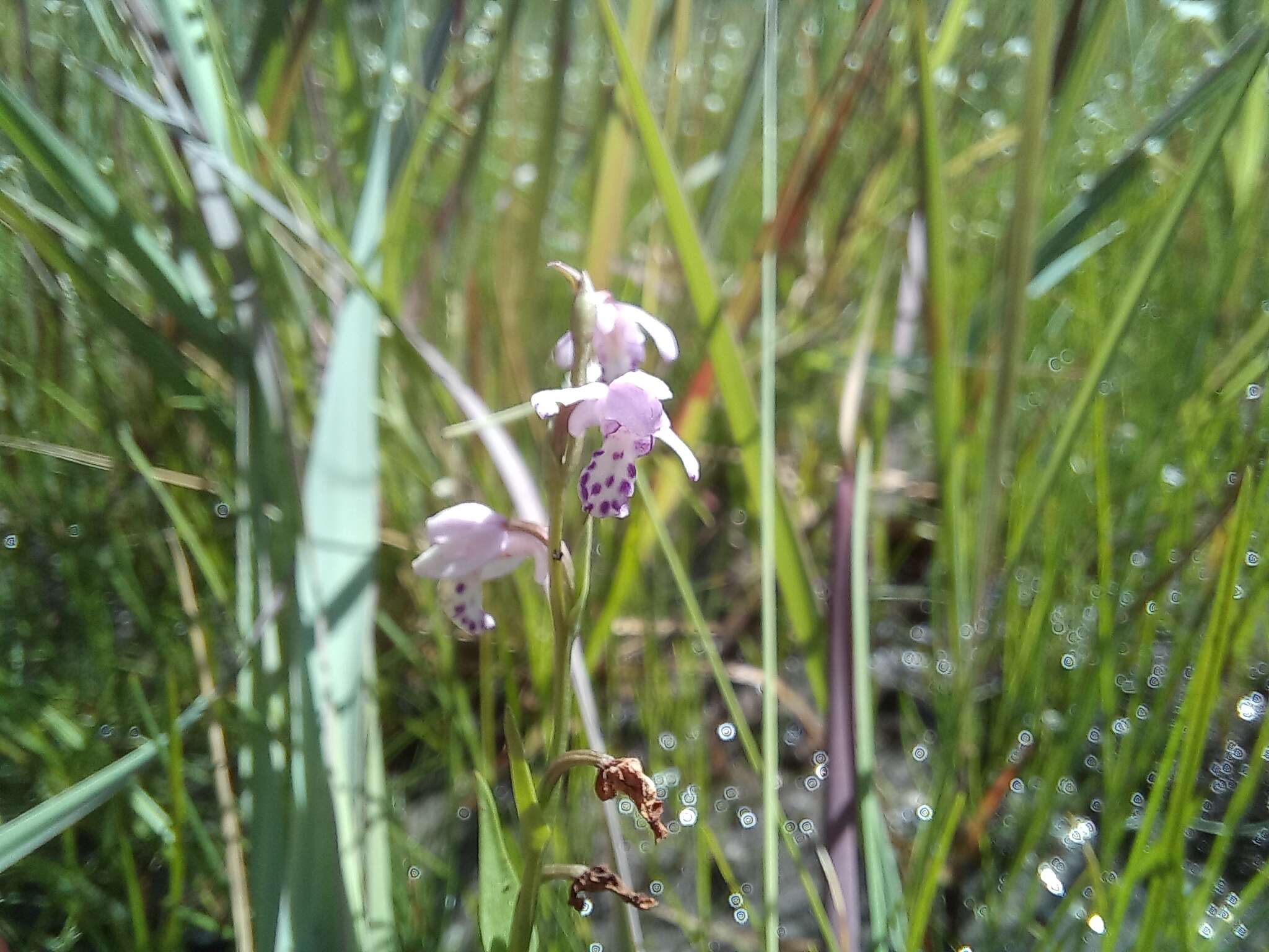 Image de Brachycorythis friesii (Schltr.) Summerh.