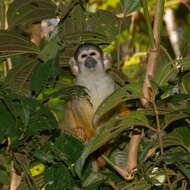 Image of Bolivian squirrel monkey