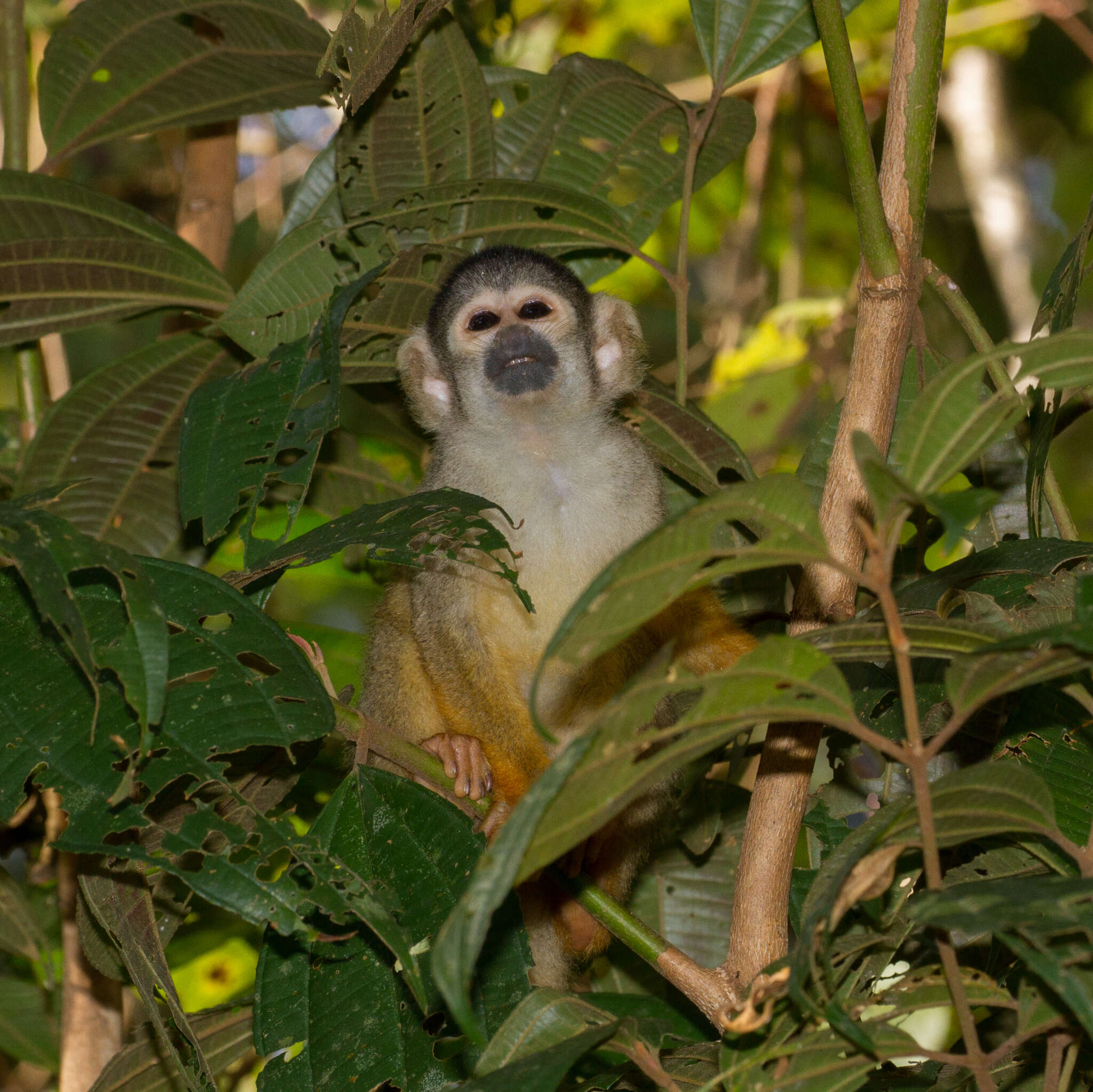 Image of Bolivian squirrel monkey