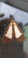 Asota albiformis Swinhoe 1892 resmi