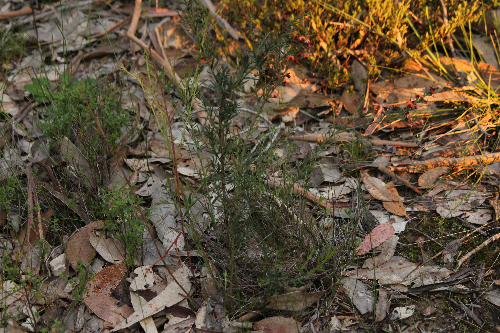 Image of <i>Daviesia ulicifolia</i> subsp. <i>incarnata</i>