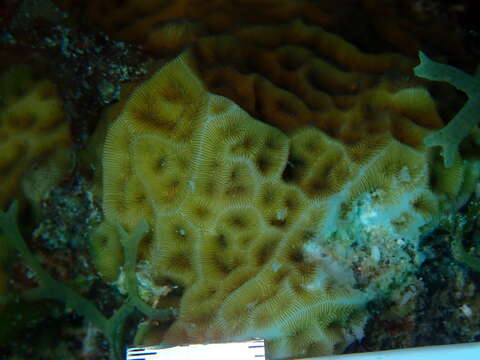 Image of Golfball coral