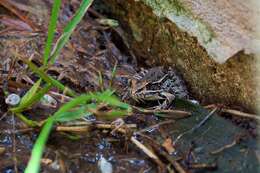 Imagem de Lithobates berlandieri (Baird 1859)