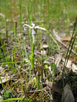 Image of Tribonanthes longipetala Lindl.