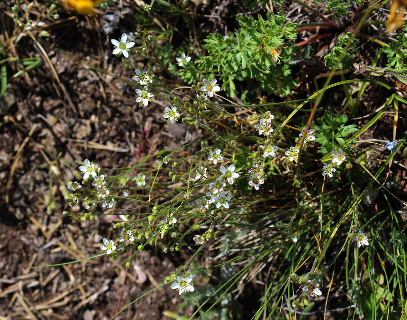 Minuartia hirsuta subsp. oreina Mattf.的圖片