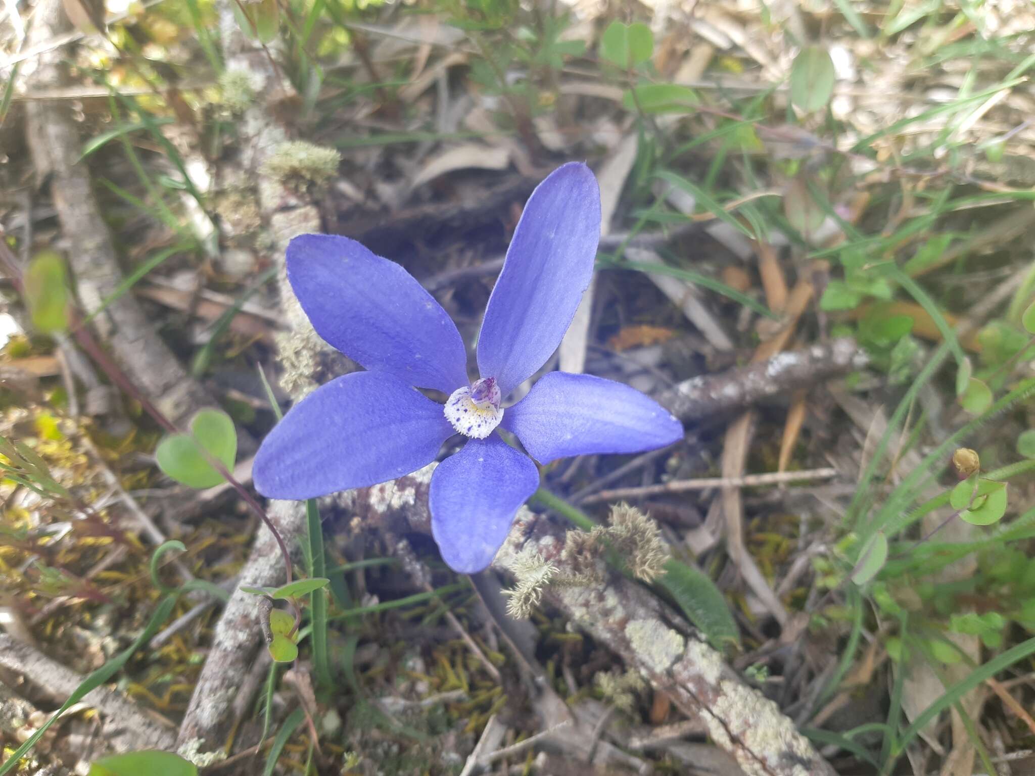 Image of Caladenia gemmata Lindl.