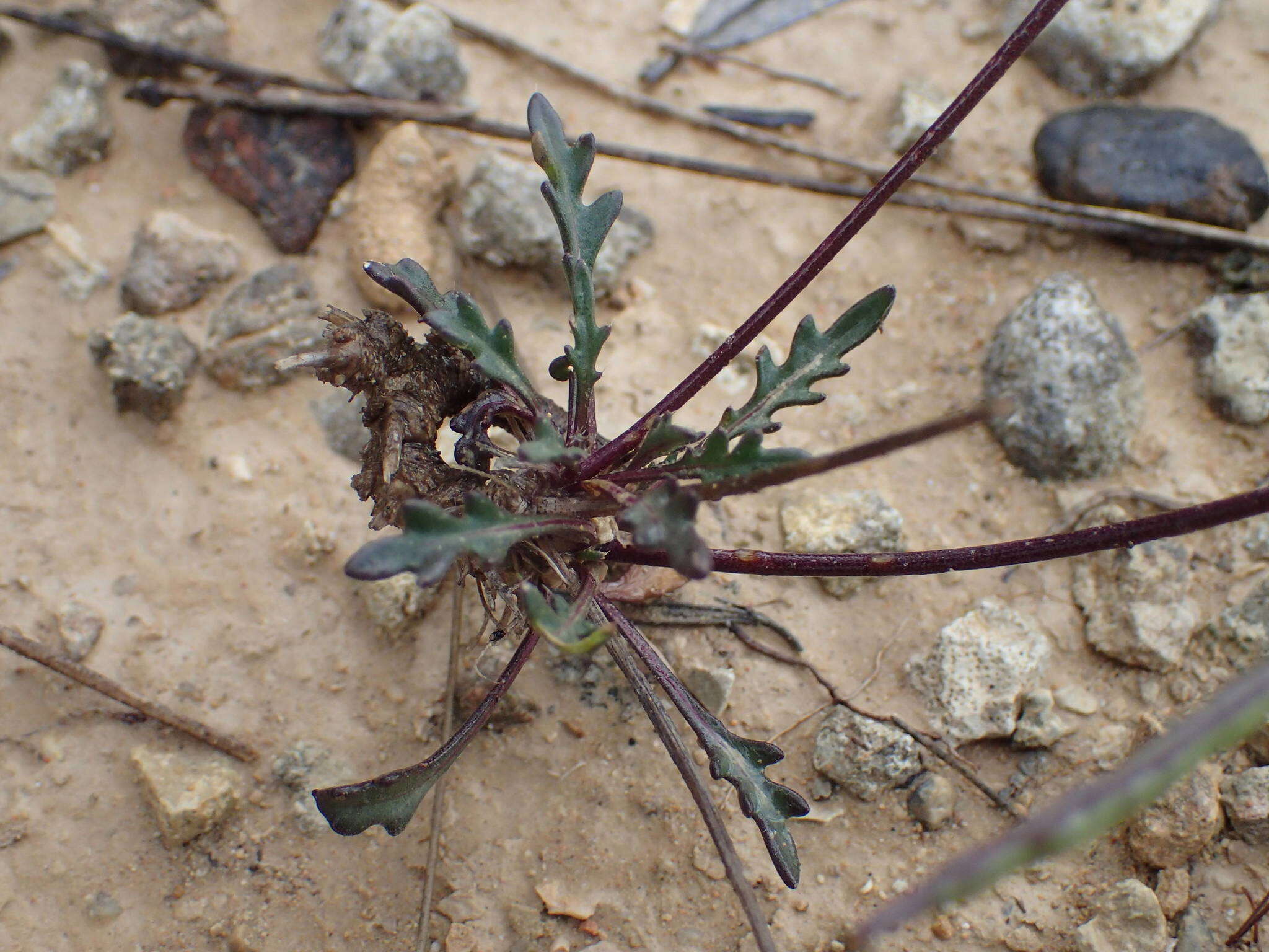 Image de Brassica repanda subsp. saxatilis (DC.) Heywood
