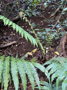 Image of Crowned Wood Fern