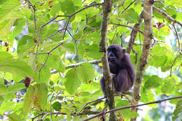 Image of Celebes Macaque