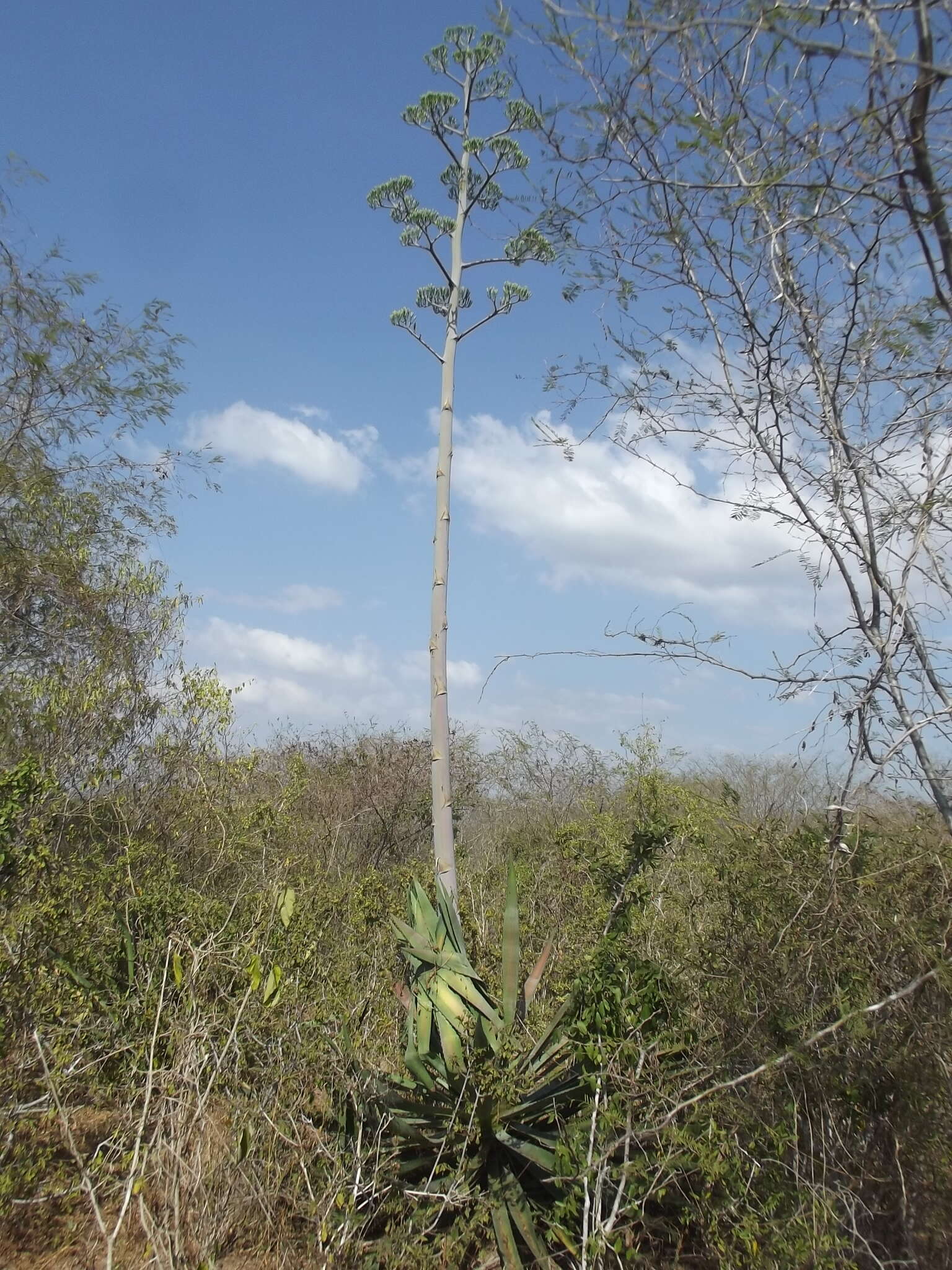 Слика од Agave vivipara L.