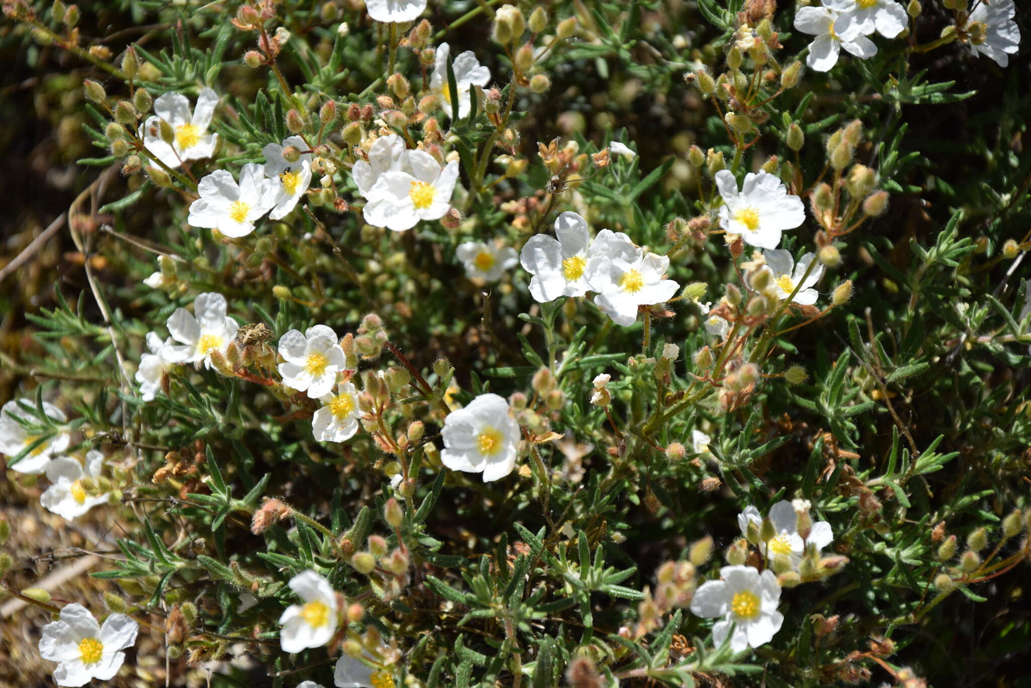 Image of Halimium umbellatum subsp. umbellatum